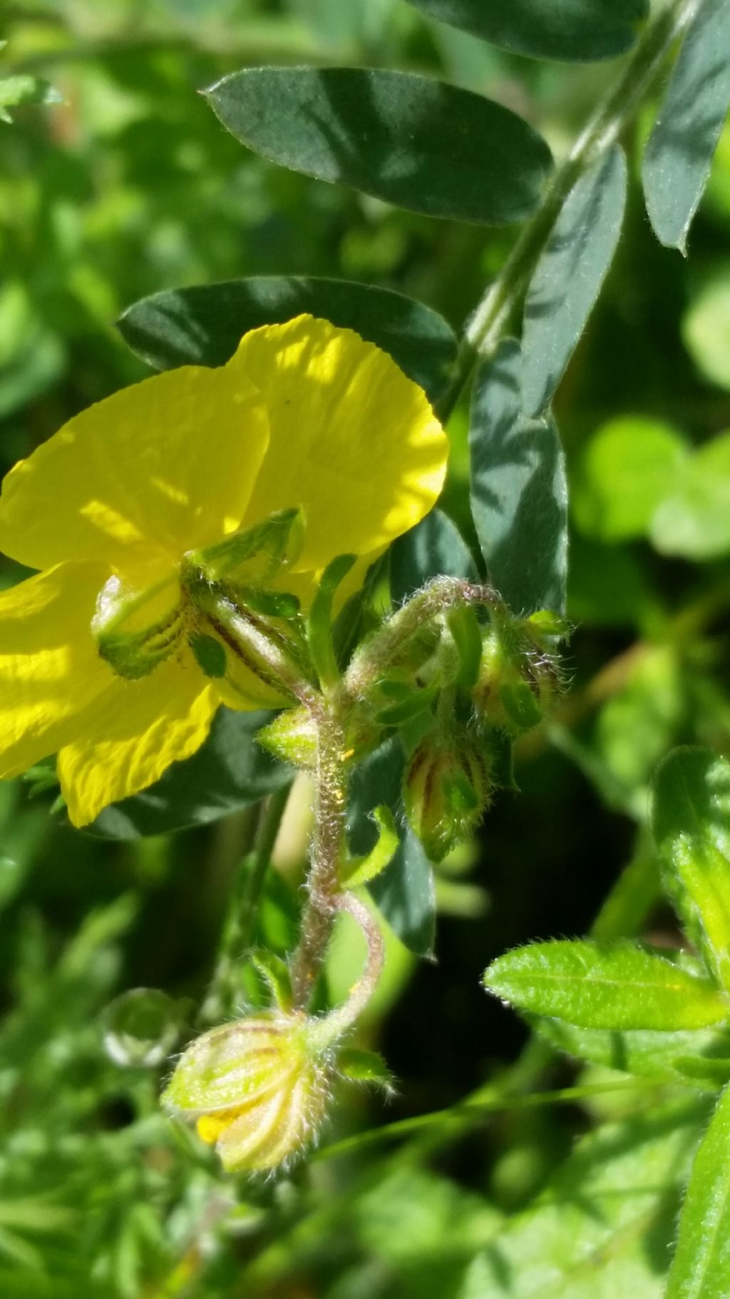 Che pianta   ?   Helianthemum sp. (Cistaceae)